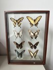 Vintage Framed Butterfly Collection Display Case Glass Both Sides Taxidermy