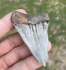 Huge   Glossy Mako Aka Extinct White Shark Tooth Fossil Virginia 2 70   