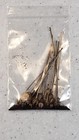 Pinguicula Vulgaris Var Macroceras Horned Temperate Butterwort 20 Ct Fresh Seeds