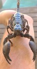 One  1  Emperor Scorpion      2 5-3 5 Inches