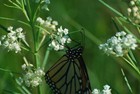 Whorled Milkweed 50 Wildflower Seeds  Asclepias Verticillata Feed Monarch Larvae