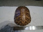 8   Red Ear Turtle Shell - Clean Ready For Display
