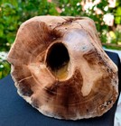 13 Lb 2 Oz Rare Opalized Mirror Polished Big Petrified Wood