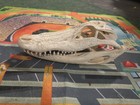 Alligator Skull