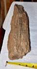 Very Rare Large Petrified Wood Log 13 