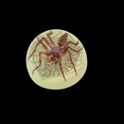 Real Spider Half Dome Glows In Dark Genuine Insect Desktop Paperweight Lucite