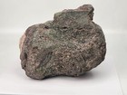 Camarasaurus Sauropod Caudal Vertebra Fossil - Personal Find - Morrison Fm  - Co