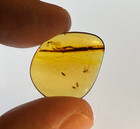 A101 Bu3809 Reptile Foot In Authentic Burmese Amber Burmite 99mya