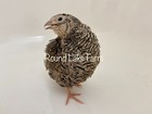 Buy 1  Get 1 Free - Coturnix Quail Fertile Hatching Eggs -      All Colors     
