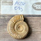 Whole Polished White Ammonite Fossil