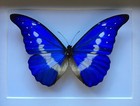 Genuine Morpho Helena Butterfly From Peru Naturalized Under Splendid Luxury Box