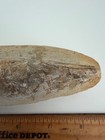 Antique Rhacolepis Buccalis Fish Fossil With Scales 6 1 4 