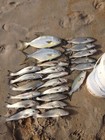 Surf Fishing Rigs  Hi-low Rigs  The All Out - Catch All Package 17 Pompano Rigs