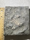 Crinoid Fossil  Periglyptocrinus  Ordovician Of Canada