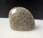 Polished Petoskey Stone Michigan Rugose Coral Fossil 17 3 Oz 3 5 