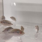 Red Dragon Flowerhorn Cichlid 2 5  Unsexed