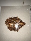 Petrified Wood Slab Polished