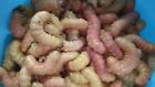 Butterworms  Butter Worms   Live Bait Pet Feeders Free Shipping 