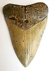 Megalodon Shark Tooth 5 25    Massive Fossil Shark Teeth Beautiful Large