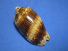 Cymbiola Vespertilio  linnaeus 1758   dark Bands     74 4mm 