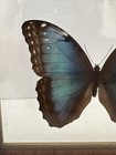 Real Framed   Mounted Common Blue Morpho Butterfly Specimen