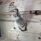       authentic Jackalope Taxidermy Mount     Original Wyoming Folk Art     Lodge Decor