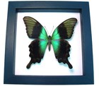 Real Green Swallowtail Butterfly Papilio Peranthus Adamantius Framed Display