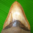 Megalodon Shark Tooth - 6 32  - Shark Teeth - Indonesian Fossil Megladone