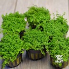 Dwarf Baby Tears Hemianthus Callitrichoides  hc  Cuba Live Aquarium Plant Potted