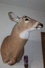Whitetail Deer Head Shoulder Mount Taxidermy Mount Antler Hunt Rack Mule Hide