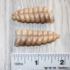 2 Very Large Rattlesnake Rattles   060    Taxidermy Diamondback Sidewinder