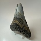 Megalodon Shark Tooth 4 58 Inch - Colorful - Authentic Teeth - Real Fossil 19599