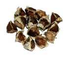 Moringa Oleifera Seeds  semillas Moringa  Wt  1 Lb  2 Lbs  5 Lbs  10 Lbs