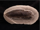 Big Fern Fossil Macroneuropteris Scheuzerii  Coal City  Il