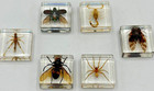 Set Of 6 Real Insect   Arachnid Specimen Clear Resin Blocks Scorpion Spider