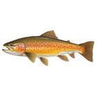 Brown Trout Sticker Fishing Rainbow Cooler Boat Car Window Bumper Fish Decal