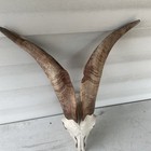 Taxidermy  Goat Ram Sheep Skull With Horns Mount  Unique Oddity Decor Goth