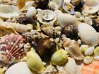 200  Small Mixed Seashells  Cowries  Assorted Craft Shells Mix Free Ship 