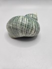 3 5  Polished Turquoise Jade Natural Turbo Seashell Coastal Beach Decor