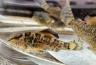6 Emerald Green Corydoras Catfish Tank-raised  1 2  Or Larger  Free Shipping