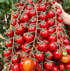 100  Waterfall Tomatoes Seeds - Sweet - High Yield - Heirloom - Organic --- Rare