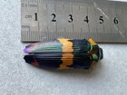 Insect - Buprestidae - Calodema Suhandae Special Form Xl Size Unmounted