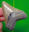 Megalodon Shark Tooth Rare  Serrated  - Georgia  Usa