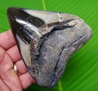 4 69   Megalodon Shark Tooth Real Fossil No Restorations Sharks Teeth