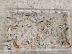 Live Shrimp Mix Color  40  Total  Free 2day Shipping 
