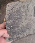 Exquisite Whorled Plants Natural Devonian Specimen Geologic Rock