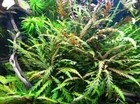 Hygrophila Pinnatifida Live Aquarium Plant  3 Stems 