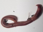 1 2 Lb Pure Red Wiggler Worms  Approx  500 Composting Worms  Fast Free Shipping