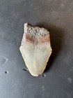 3 3 Inch Real Megalodon Shark Tooth Big Fossil Genuine Prehistoric Meg Teeth