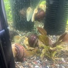 X5 Xl Adult Mystery Trapdoor Freshwater Snail Aquatic Aquarium Algae Eater